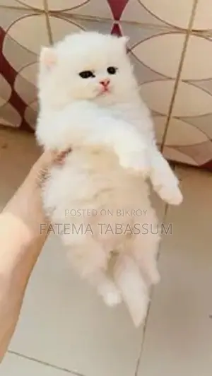 Persian Cat Triple Coat
