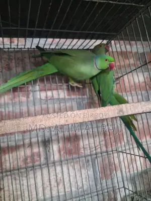 রিংনেক টিয়া সেল হবে