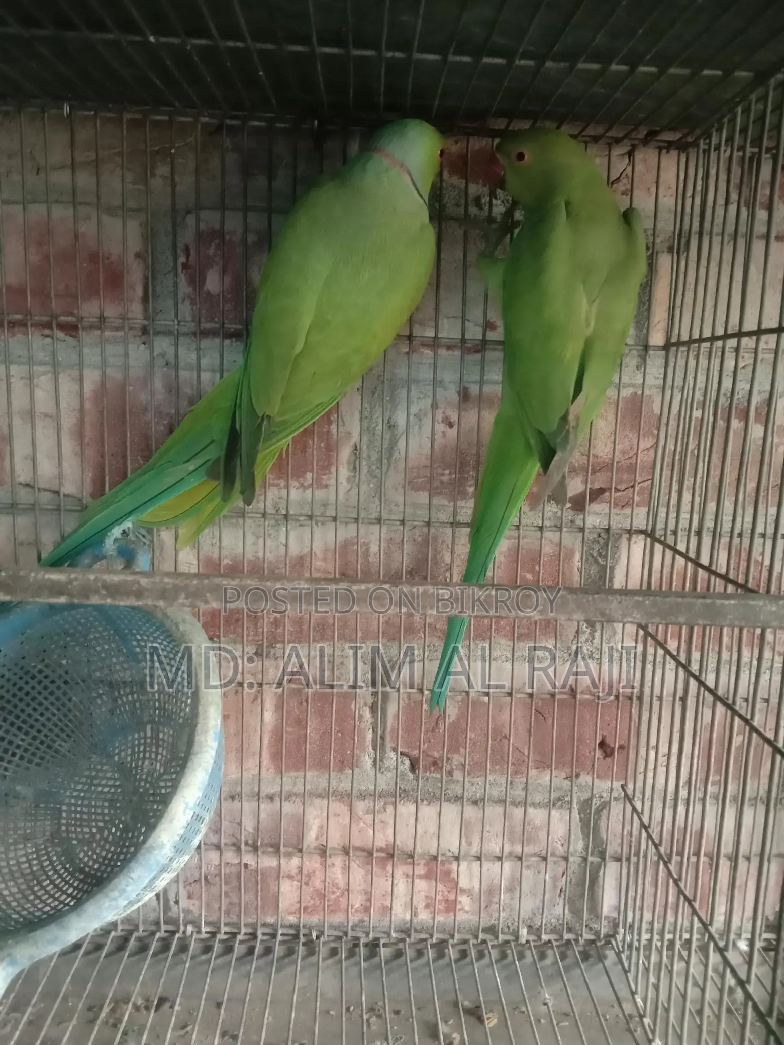 Ringneck Parrots for Sale