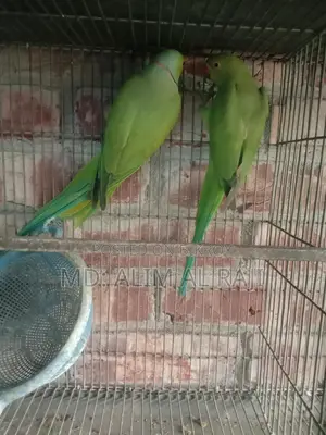 Ringneck Parrots for Sale