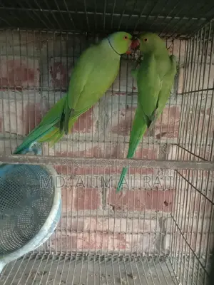 Ringneck Parrots for Sale