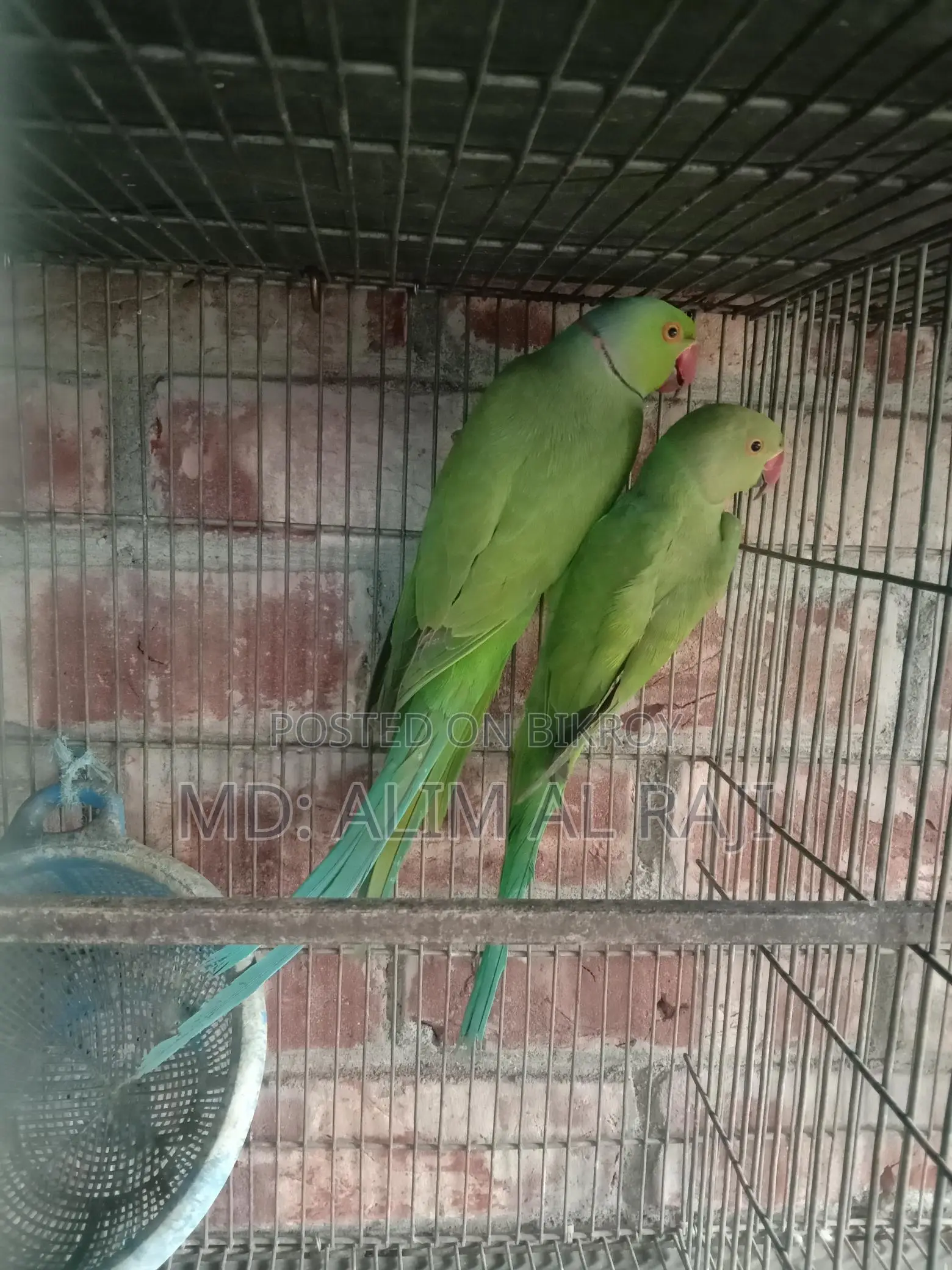 Ringneck Parrots for Sale