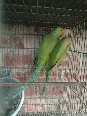 Ringneck Parrots for Sale