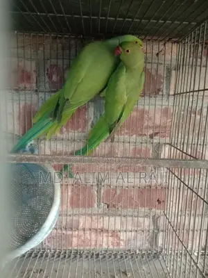 Ringneck Parrots for Sale