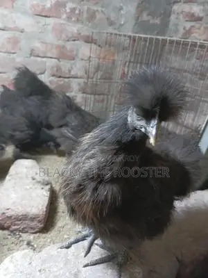 Silkie Chicken