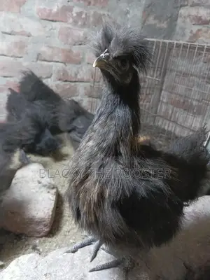 Silkie Chicken