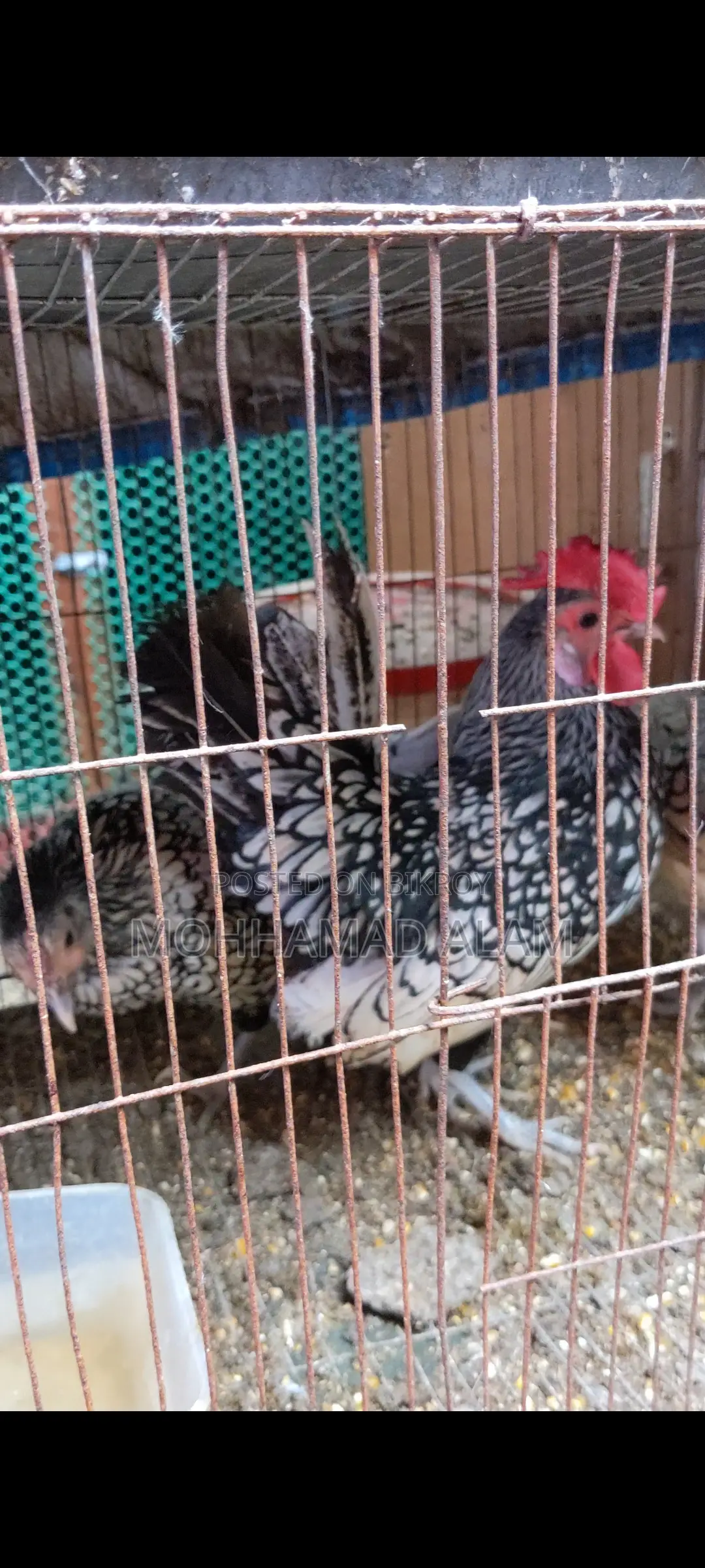 Brahma, Silkie, Polish Cap Chickens and Hatching Eggs
