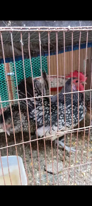 ব্রাহামা, সিল্কি, পুলিশকেপ মুরগি ও বীজ ডিম