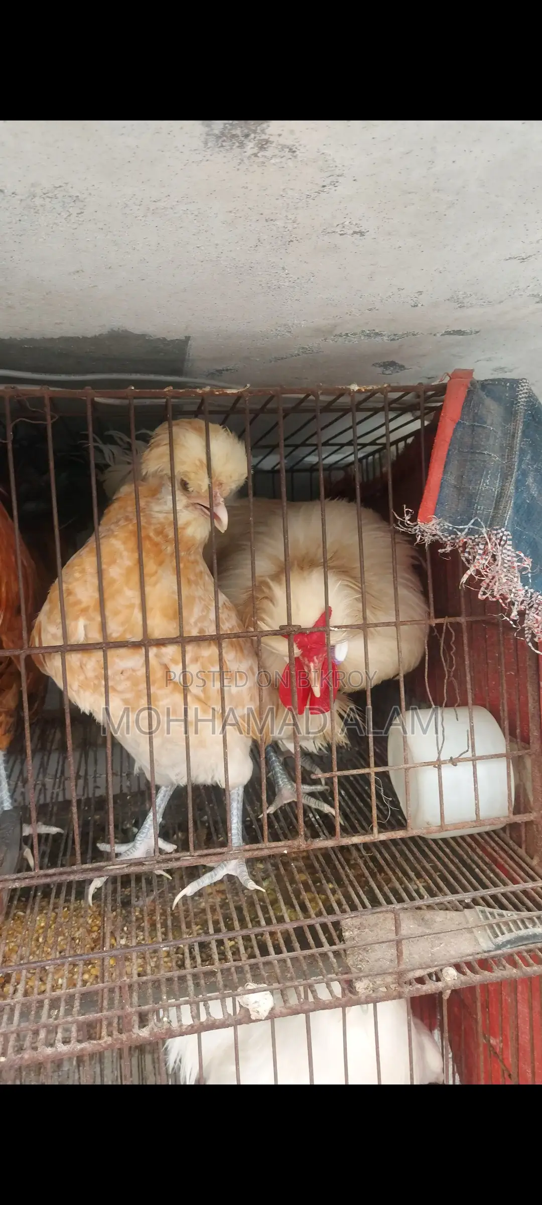 Brahma, Silkie, Polish Cap Chickens and Hatching Eggs