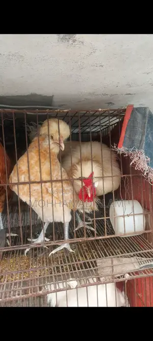 Brahma, Silkie, Polish Cap Chickens and Hatching Eggs