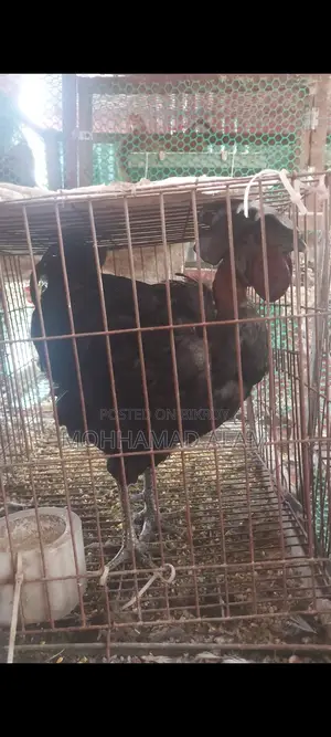 Brahma, Silkie, Polish Cap Chickens and Hatching Eggs