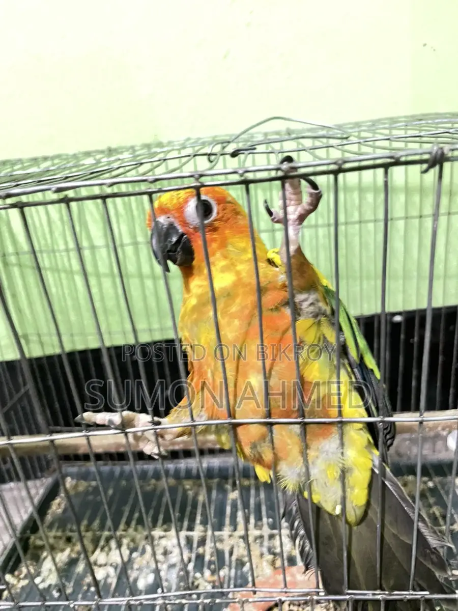 Sun Conure