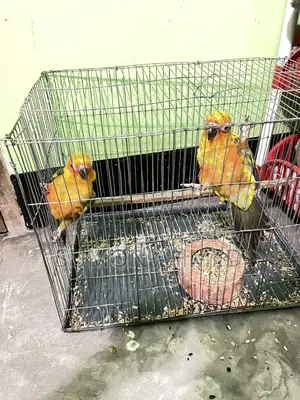 Sun Conure