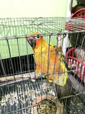 Sun Conure