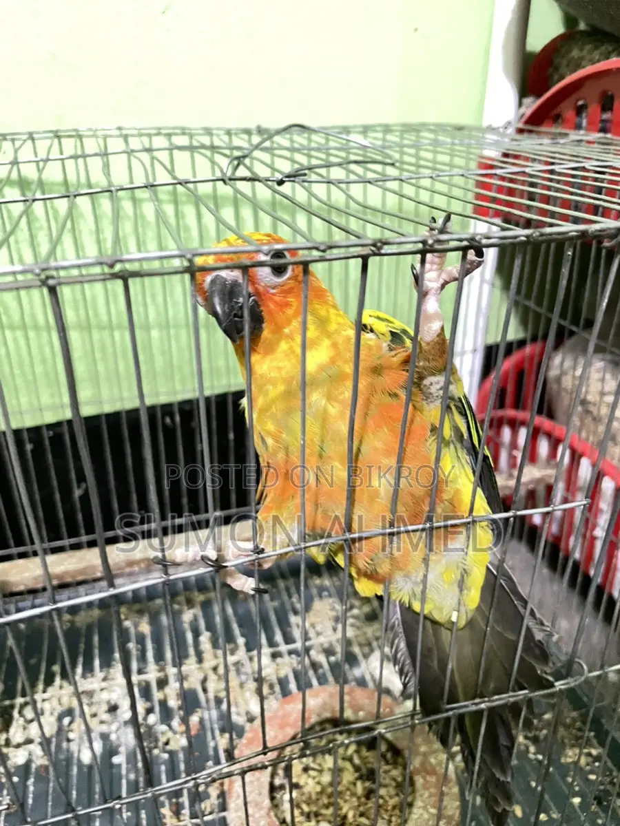 Sun Conure