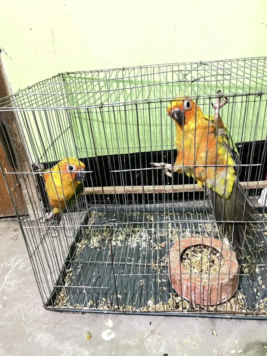 Sun Conure