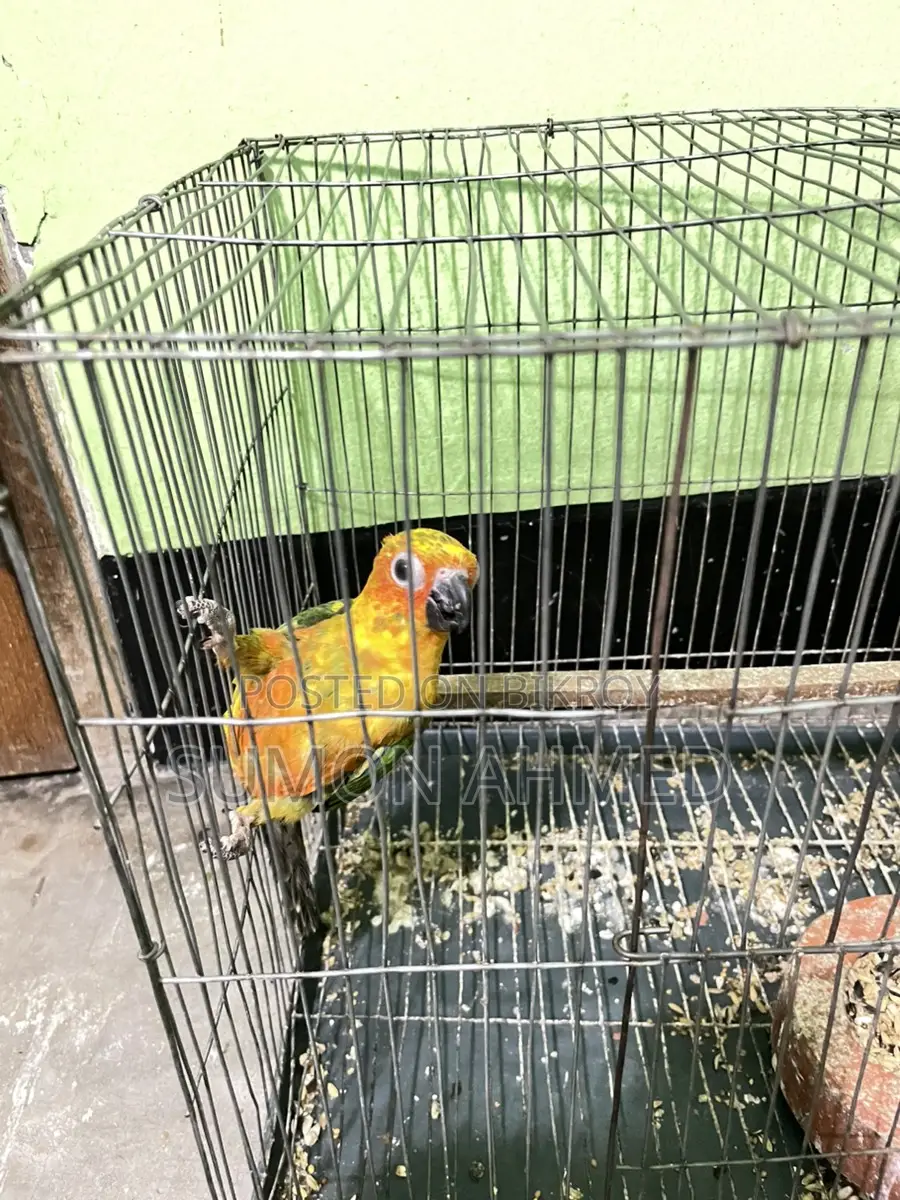 Sun Conure