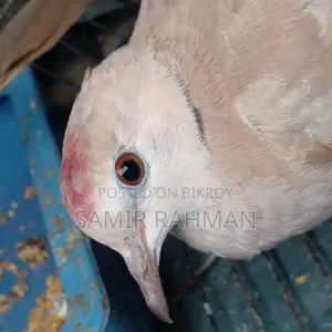 Pair of Doves