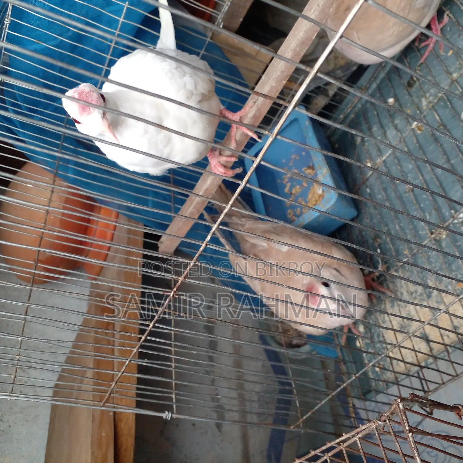 Pair of Doves