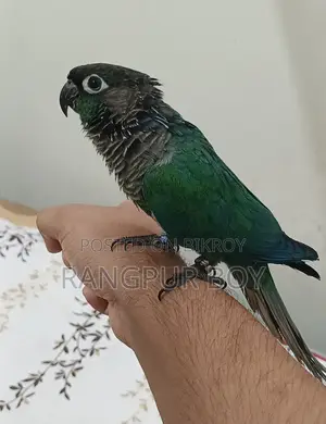 Fully Tame Blue Conure Bird