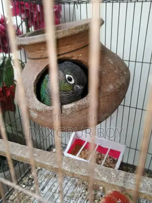Fully Tame Blue Conure Bird