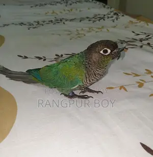Fully Tame Blue Conure Bird