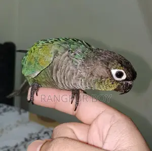Fully Tame Blue Conure Bird