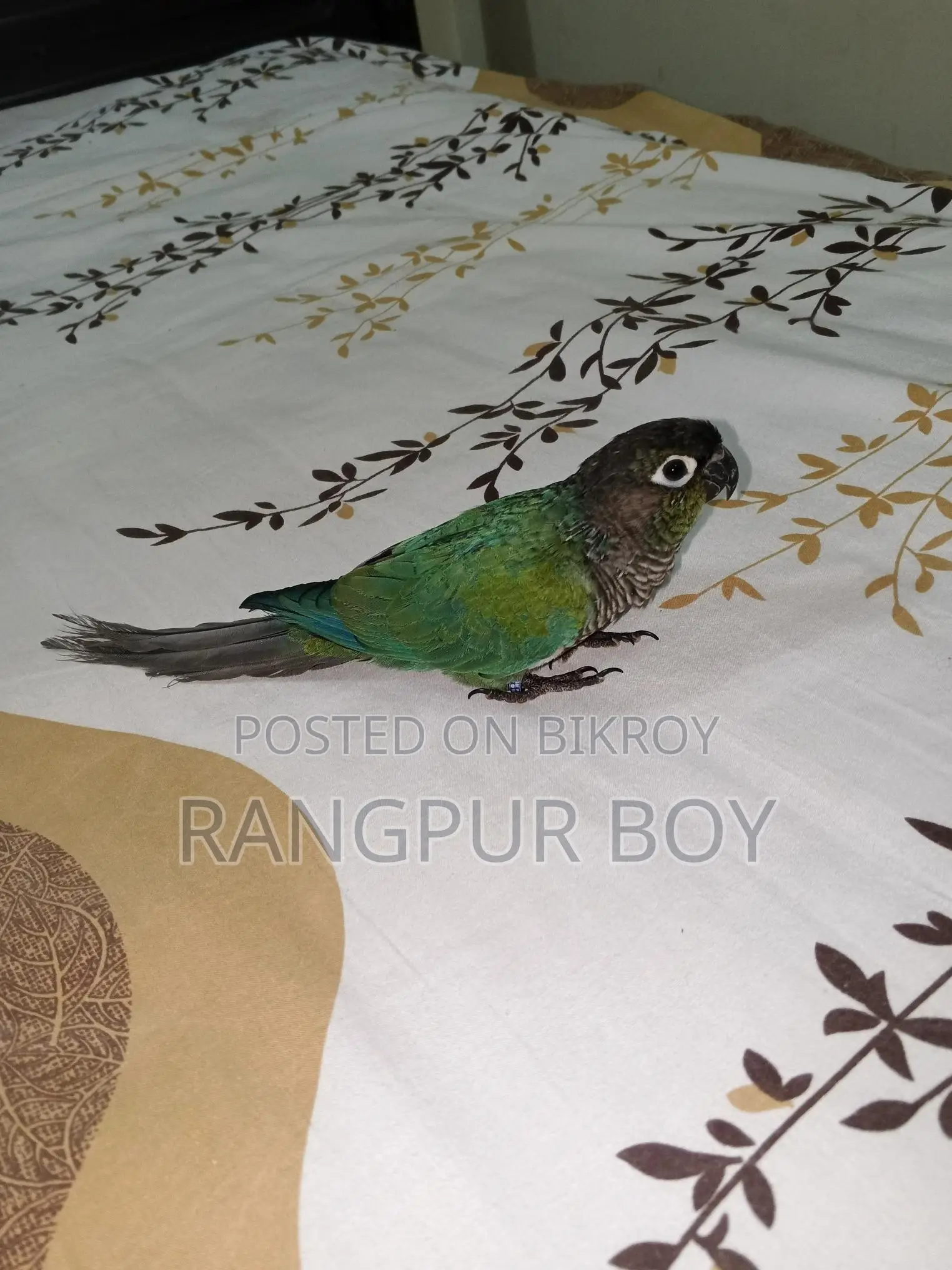 Fully Tame Blue Conure Bird