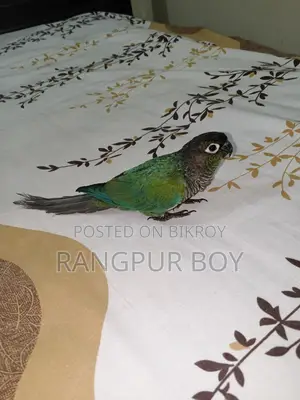 Fully Tame Blue Conure Bird