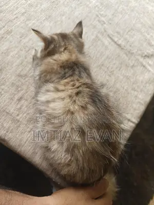 Kitten