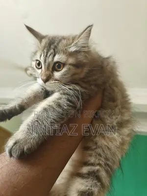 Kitten