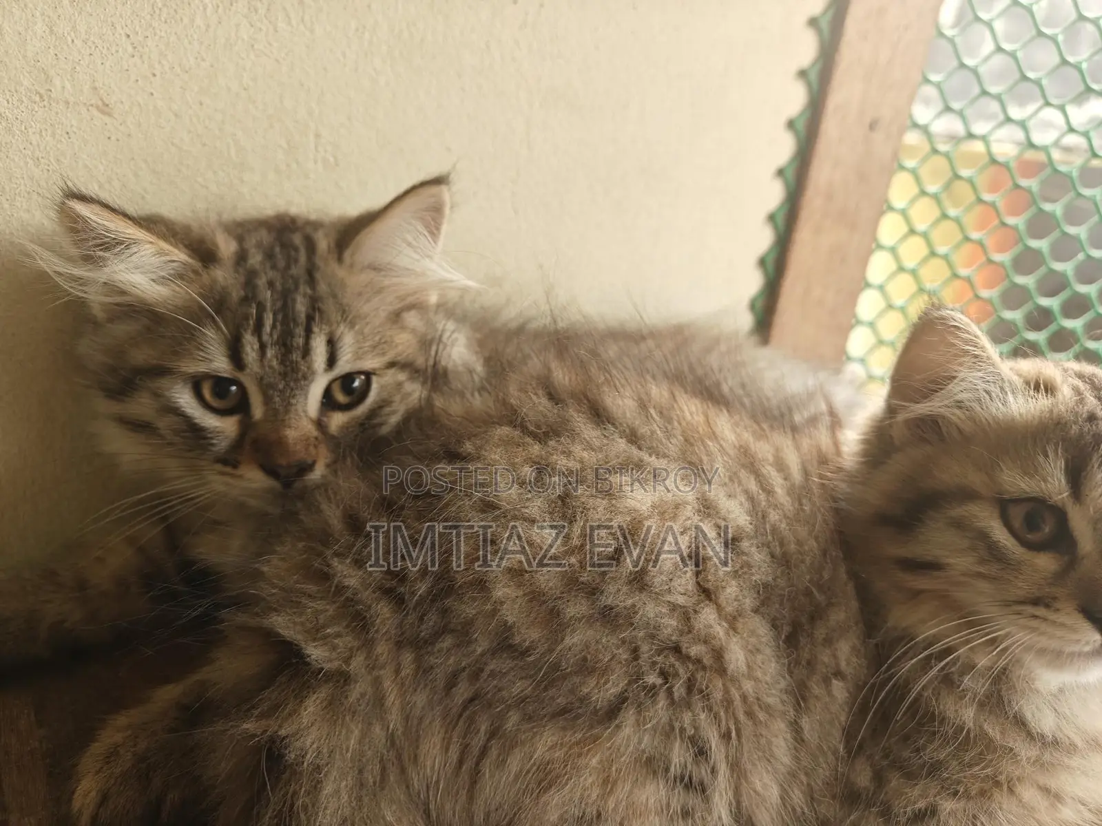 Kitten