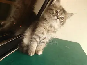 Kitten