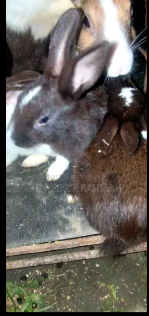 5 Rabbit Kits