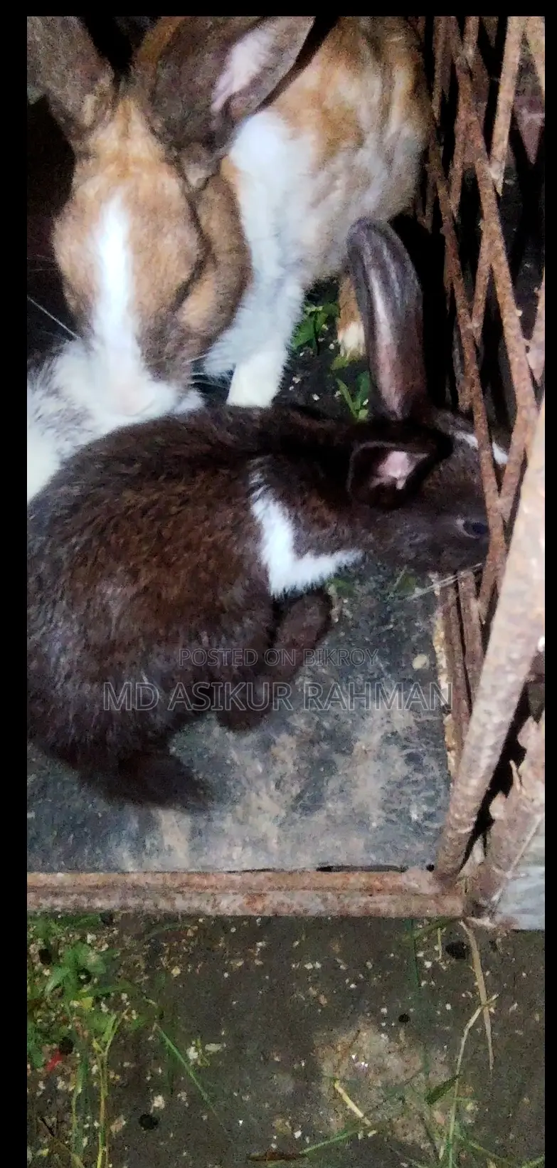 5 Rabbit Kits