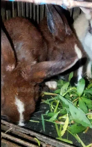 5 Rabbit Kits
