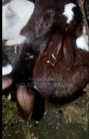 5 Rabbit Kits