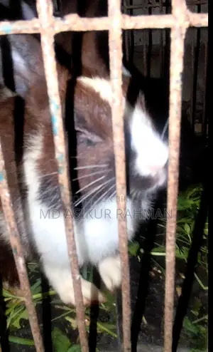 5 Rabbit Kits