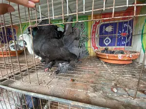 Indian 42dom Lokkha
