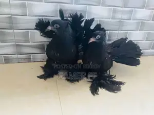Indian 42dom Lokkha