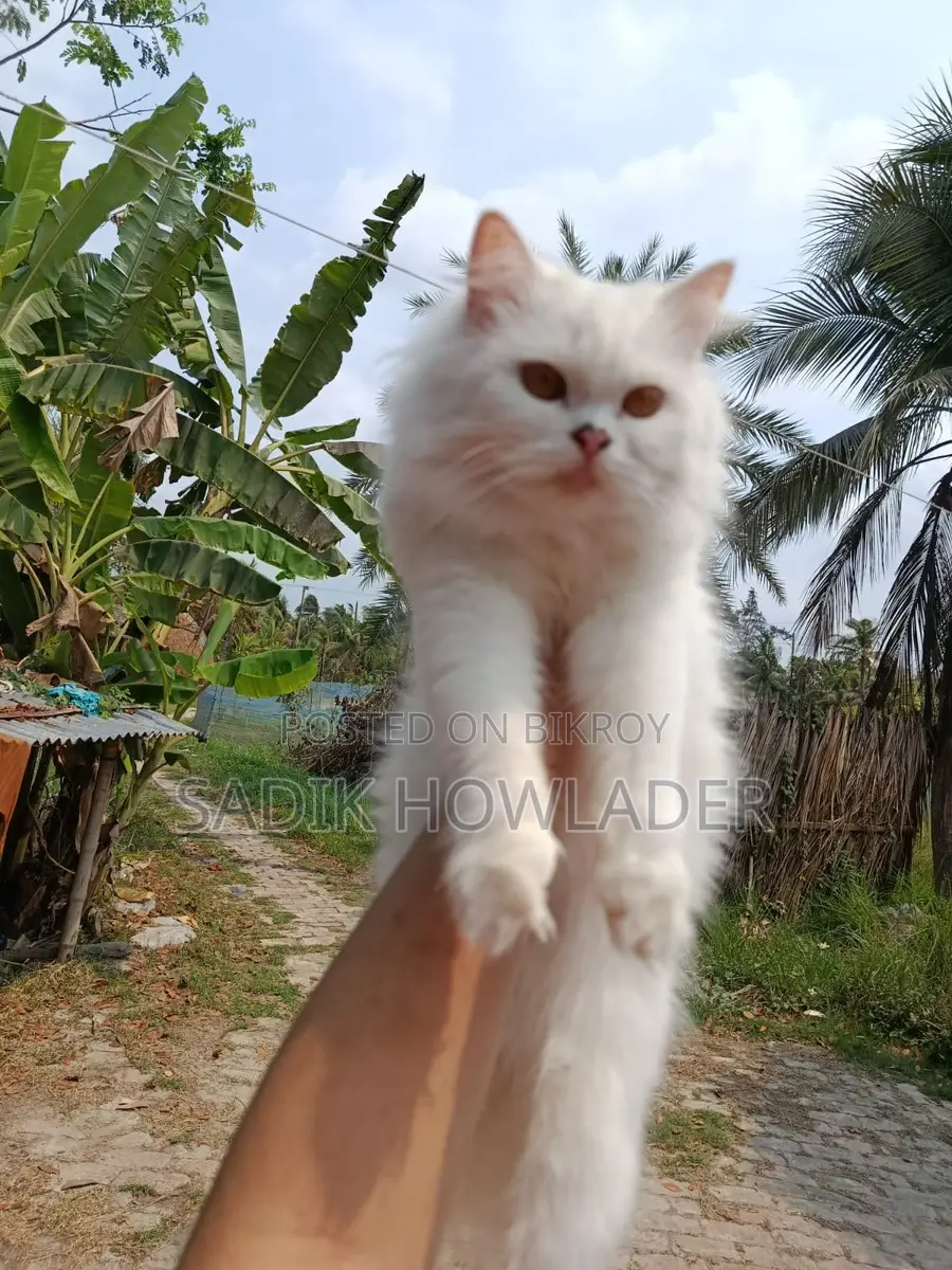 Persian Cat Full White