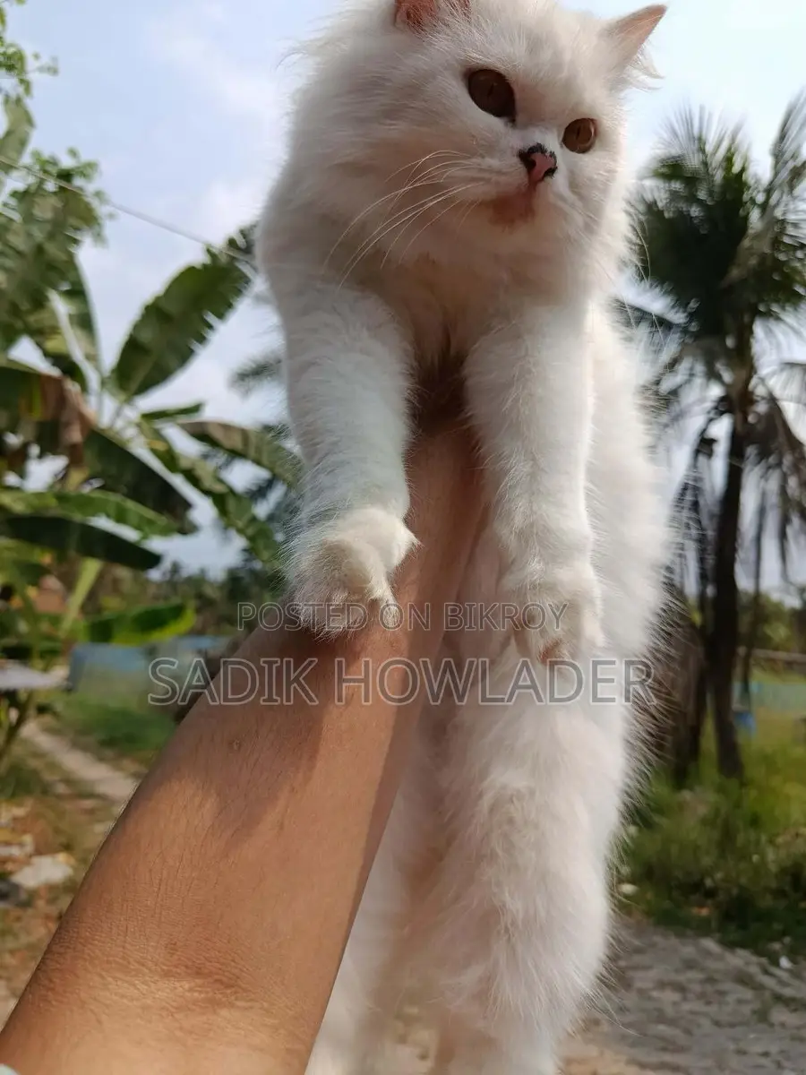 Persian Cat Full White