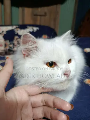 Persian Cat Full White
