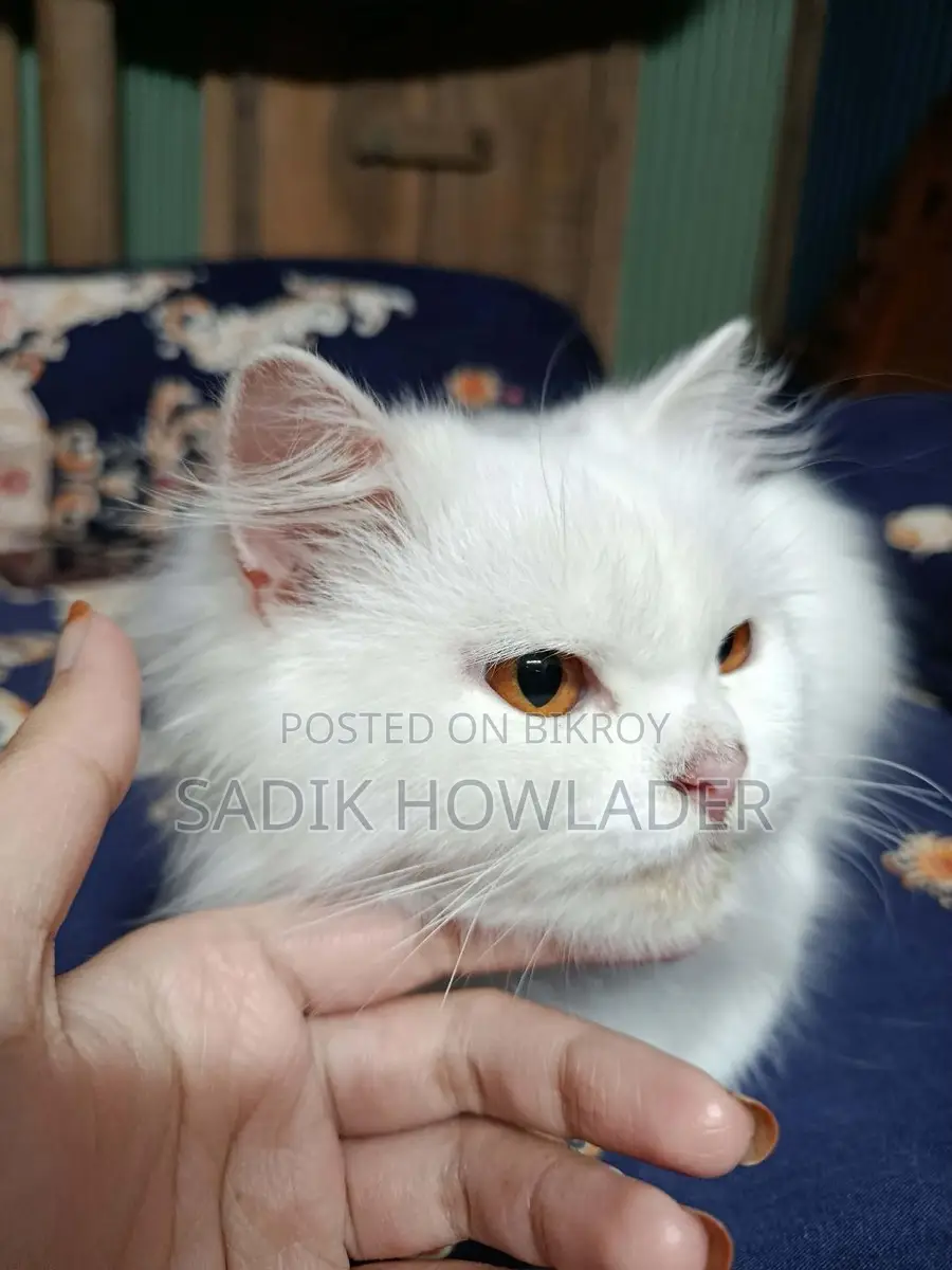 Persian Cat Full White