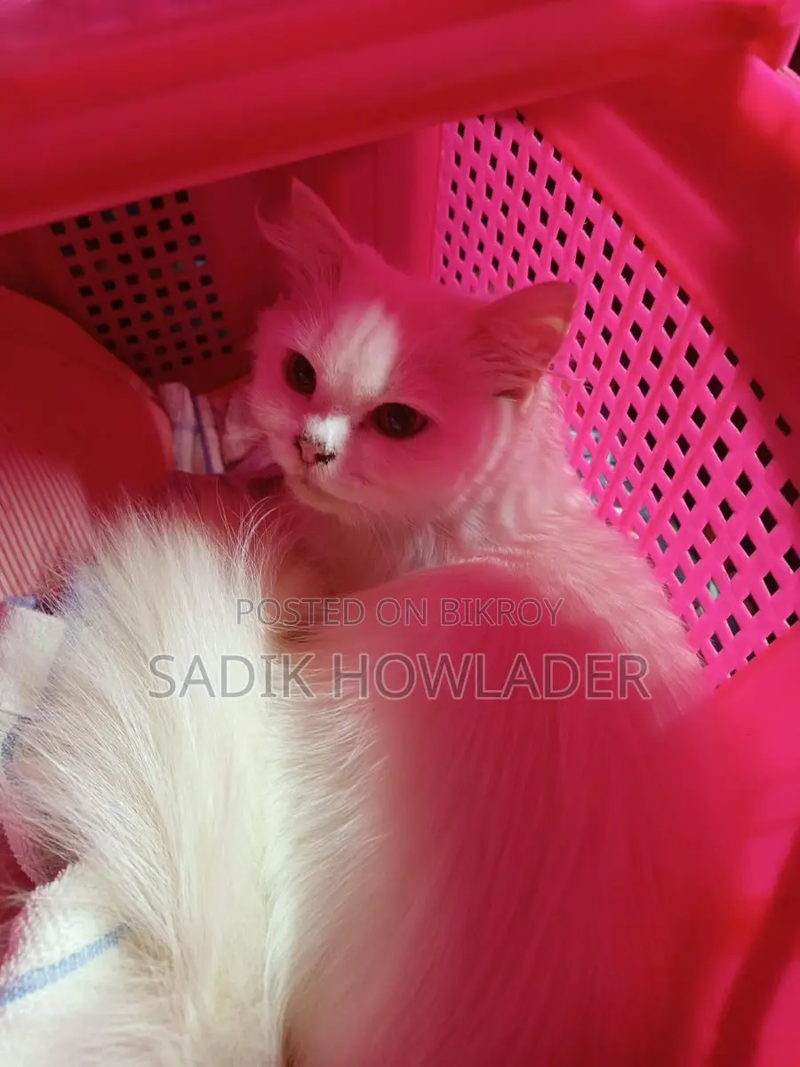 Persian Cat Full White
