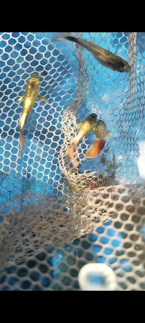 Santa Close Guppy