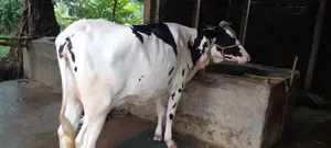 ১১২৬ নং গাভী গরু বিক্রি বকনা বাছুর আছে।