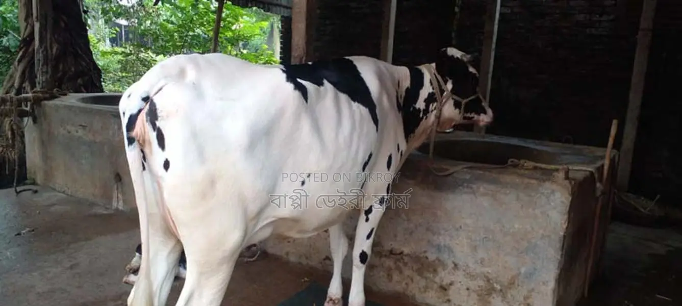 ১১২৬ নং গাভী গরু বিক্রি বকনা বাছুর আছে।