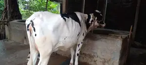 ১১২৬ নং গাভী গরু বিক্রি বকনা বাছুর আছে।