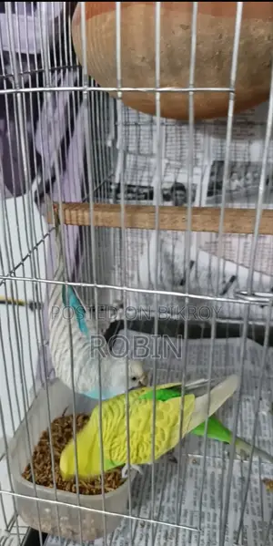 Budgerigar bird for sale